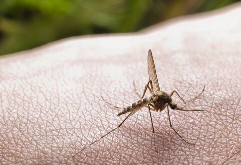 kousnutí komárem jako příčina napadení parazity