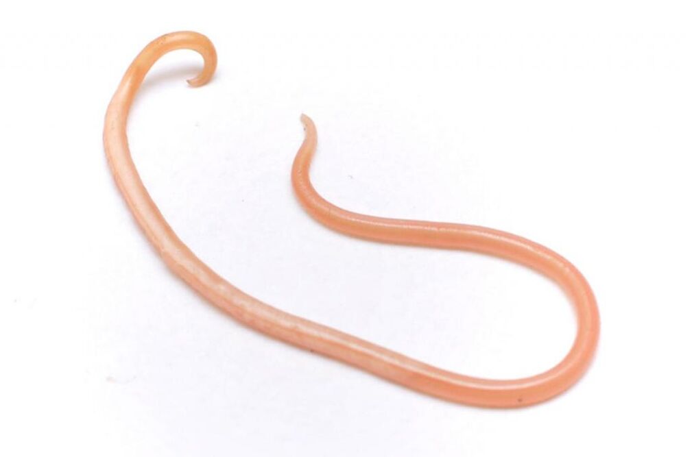 parazitní červ z lidského těla