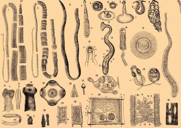 Třída Gelminth Parasites