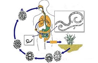 cyklus vývoje parazitů v těle