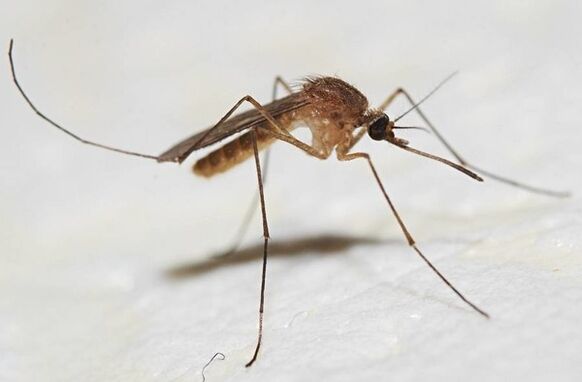 Hlavními nositeli kožních parazitů jsou komáři
