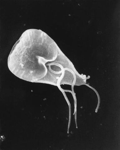 lamblia - rod bičíkatých parazitů prvoků